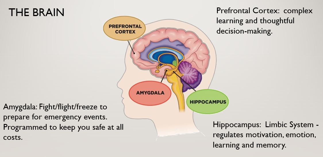 Resolve Brain Function Growing Resilience: Stepping Into Your Power – Terry Johanson Consulting